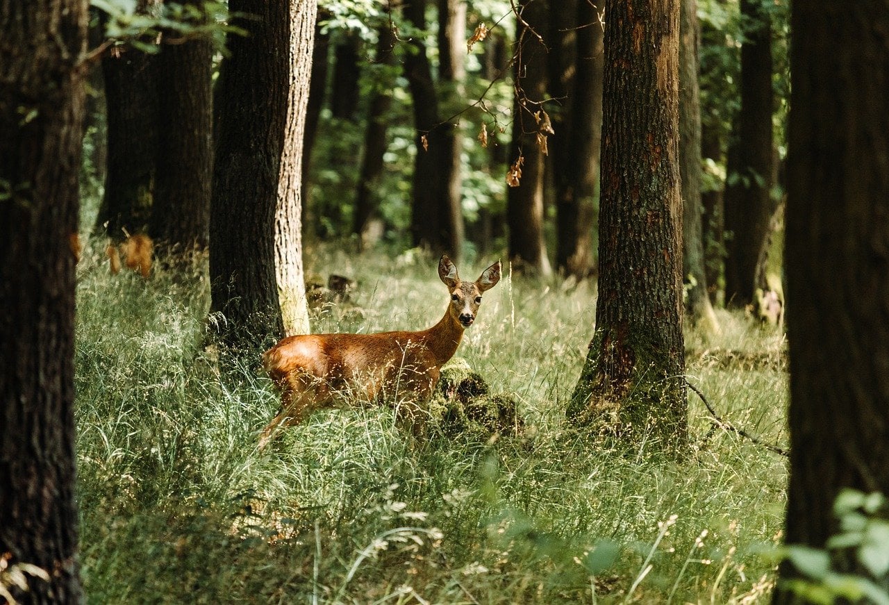 deer, fawn, nature-5406930.jpg