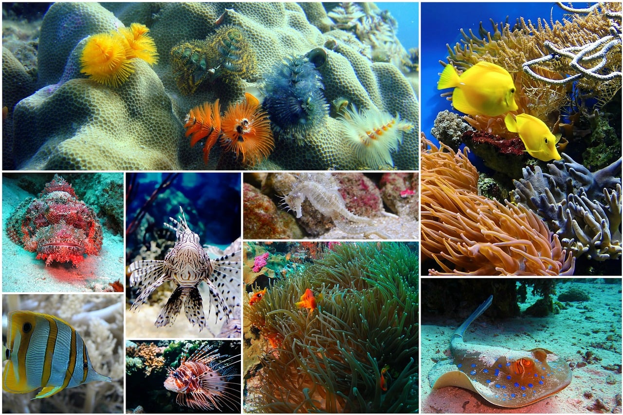 fish collage, photo collage, underwater-1502406.jpg