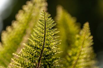 fern, plant, leaves-8200455.jpg